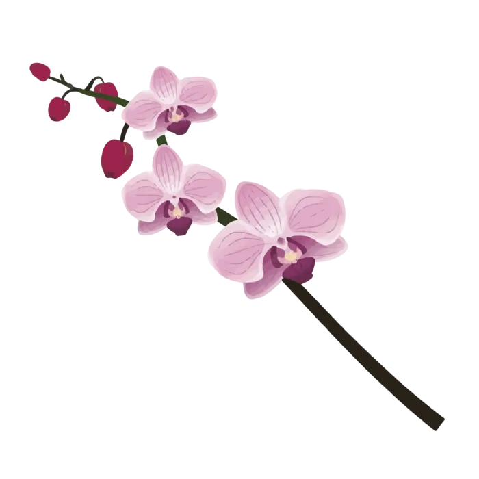 免抠玉兰花粉色花枝素材