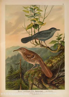 水彩高清森林麻雀插画图片手绘插画