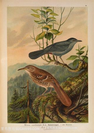 水彩高清森林麻雀插画图片手绘插画