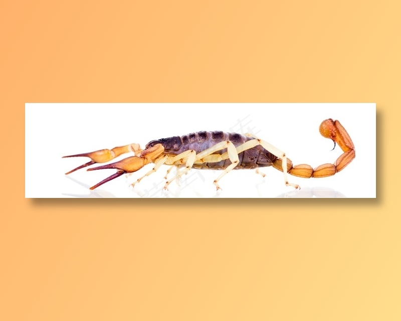 匍匐在地上的棕色蝎子高清摄影