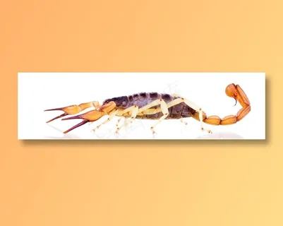 匍匐在地上的棕色蝎子高清摄影