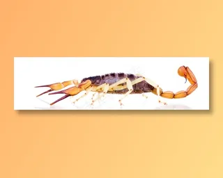 匍匐在地上的棕色蝎子高清摄影