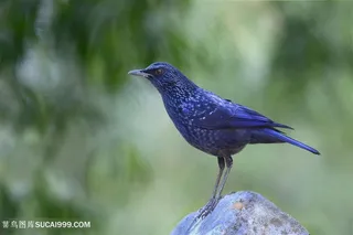 高清紫啸鸫鸟类图片