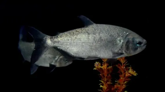 鱼, 淡水, 水, 鳍, 游泳, 秤, 自然, 巴西