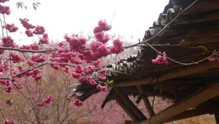 粉色樱花老房子对比