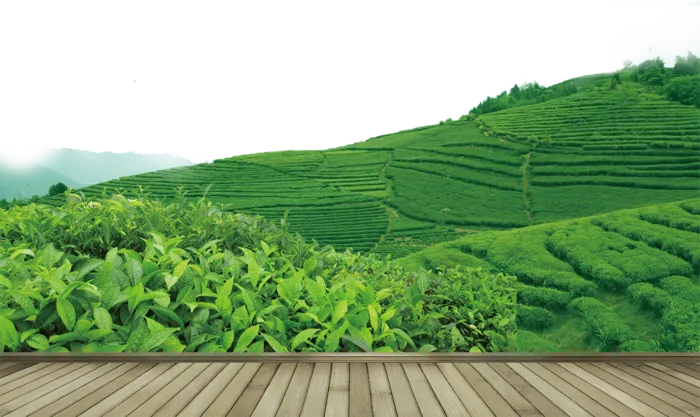 现代农业茶园