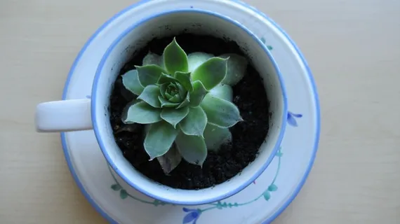 多肉盆栽种植图片 多肉盆栽种植图片