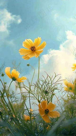 春天小黄花花朵阳光蓝天白云清新，立春惊蛰春分摄影图