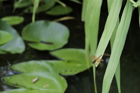 湖中休息的蜻蜓