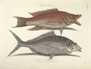 高清时尚手绘鱼装饰画插画