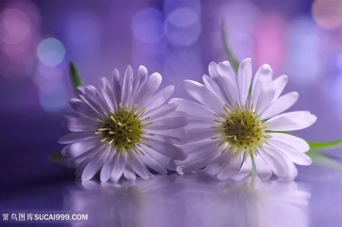 唯美白色雏菊鲜花图片 唯美白色雏菊鲜花图片