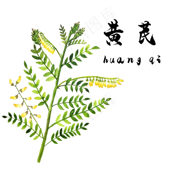 手绘草本中药药材黄芪