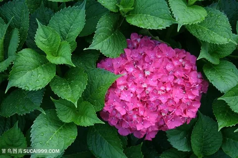 高清唯美绣球花图片 高清唯美绣球花图片