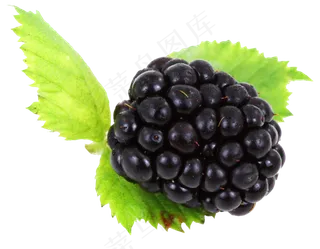 黑莓免抠素材 (19)