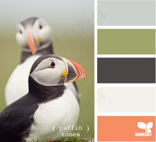 动物配色色卡色彩搭配