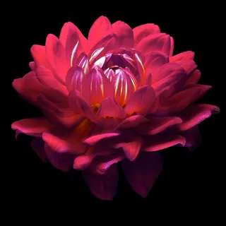 唯美高清大丽花鲜花图片