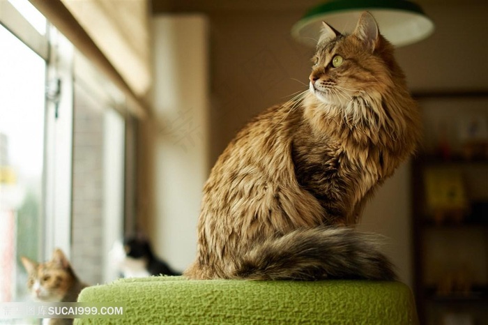 高清仰拍沙发上看向窗外的猫咪图片