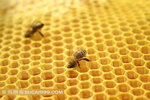 2只蜜蜂在蜂巢上