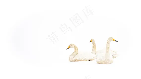 雪地白天鹅图片