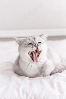 张牙舞爪可爱小猫图片 张牙舞爪可爱小猫图片