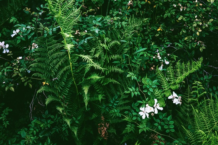 茂盛的蕨类植物墙