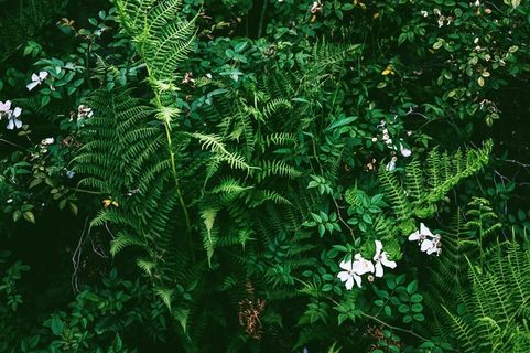 茂盛的蕨类植物墙
