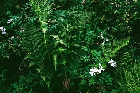茂盛的蕨类植物墙 茂盛的蕨类植物墙