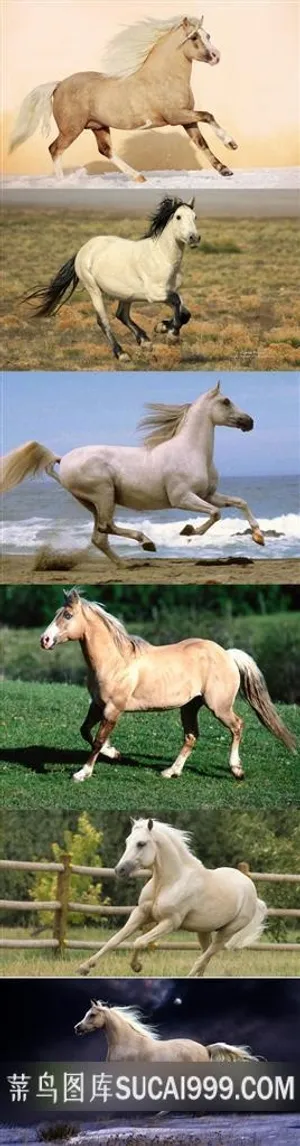 骏马飞奔摄影壁纸 骏马飞奔摄影壁纸