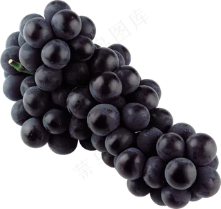 葡萄免抠素材 (21)