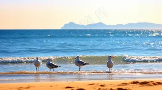 海边沙滩的海鸥摄影图