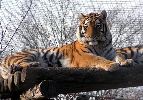 老虎动物园百兽之王虎王野生老虎动物