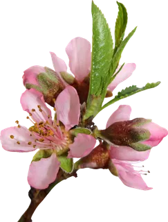 桃花花朵素材谷雨春季素材