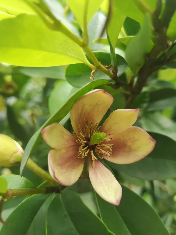 盛开的含笑花