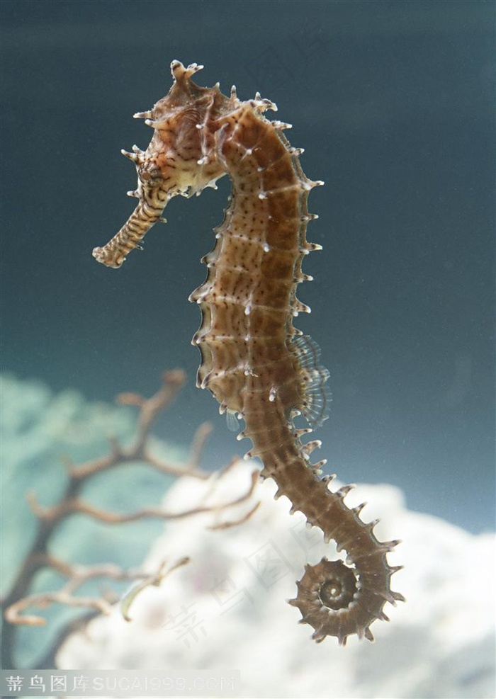 海洋生物-在海洋里活动停留在珊瑚边的海马