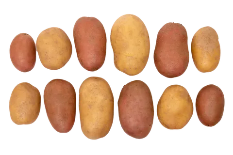 土豆 (15)超市商品白底图免抠实物摄影png格式图片透明底