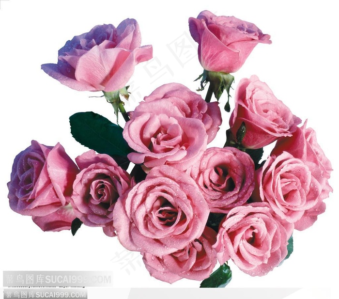 玫瑰花束-粉色玫瑰花正面