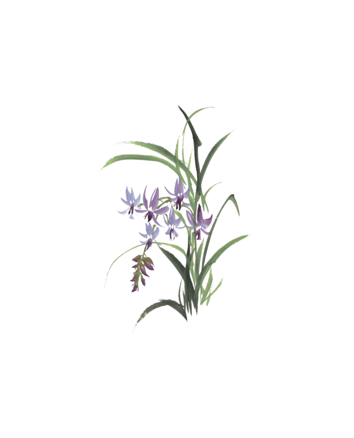 古风兰花，免扣素材 拷贝