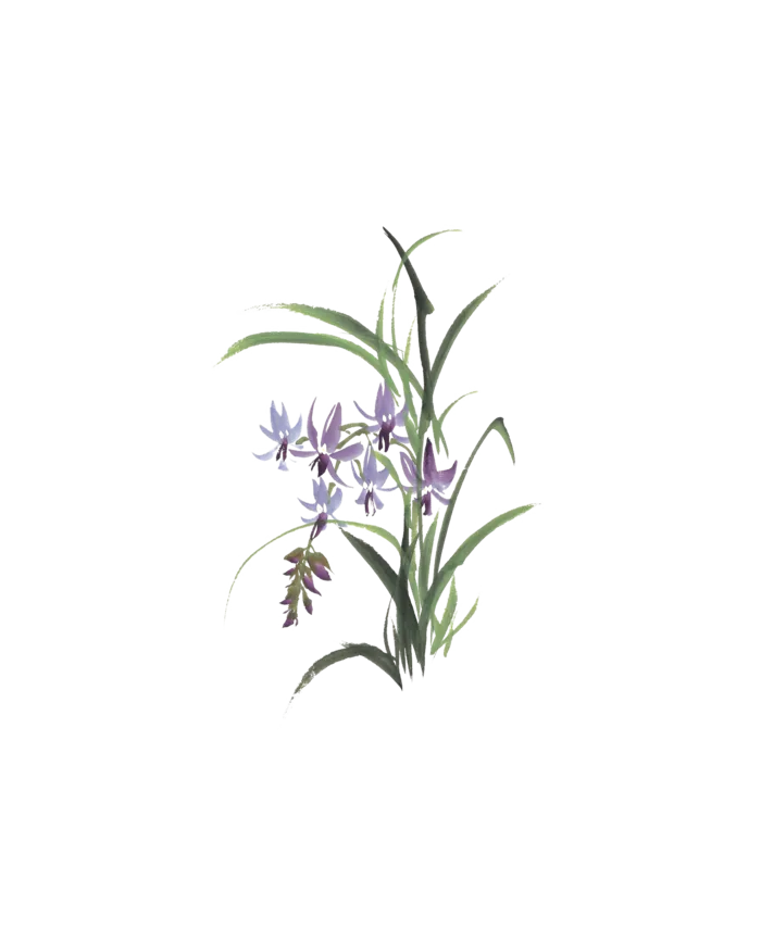 古风兰花，免扣素材 拷贝