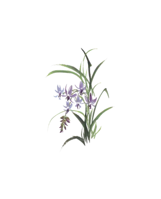 古风兰花，免扣素材 拷贝