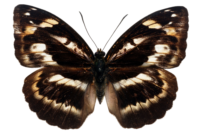 蝴蝶 彩蝶 花蝴蝶 动物 昆虫 免抠 (45)