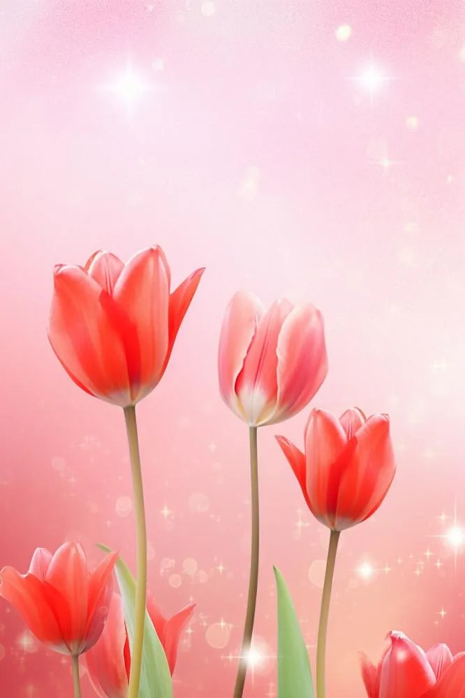 粉色清新郁金香鲜花背景(896x1344)