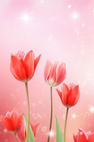 粉色清新郁金香鲜花背景