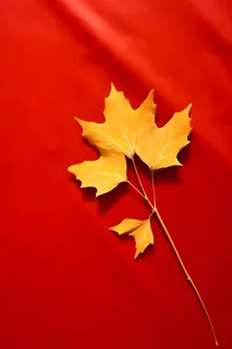 红色秋叶大气背景