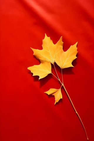 红色秋叶大气背景