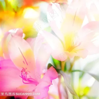 清新百合鲜花图片下载