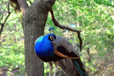 动物园优雅的孔雀