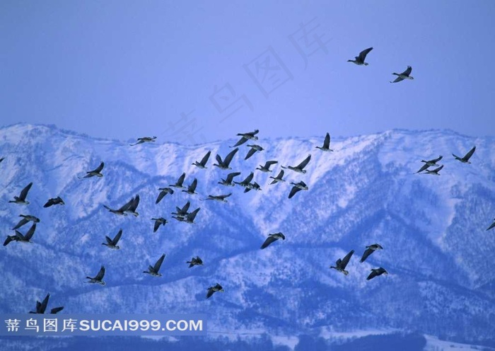 雪山上成群的飞鸟