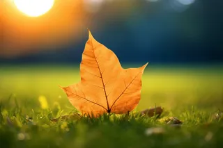 草地上的一片黄色梧桐叶摄影图