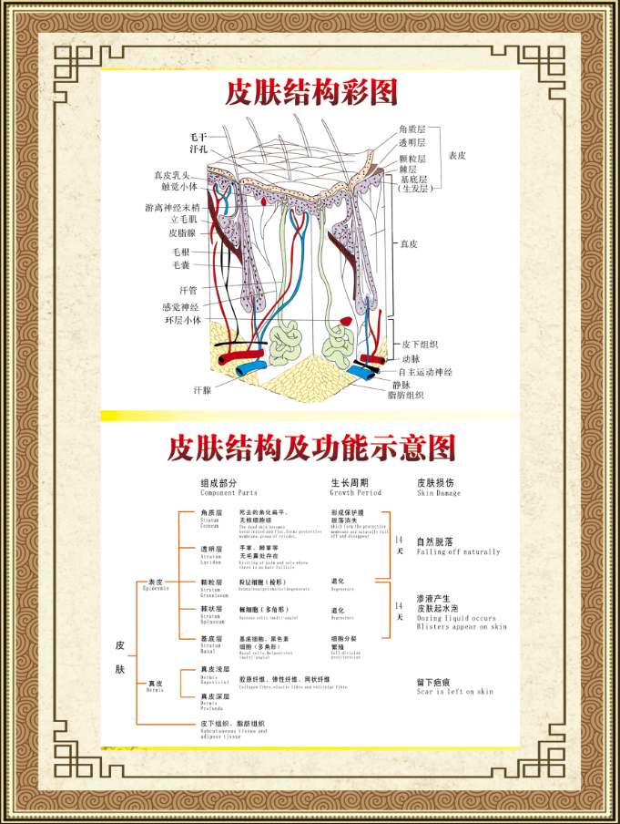 皮肤结构海报皮肤结构彩图皮肤结构功能示意图psd模版下载