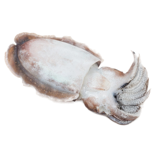 头足类(22)海鲜超市商品红酒白底图免抠实物摄影png格式图片透明底